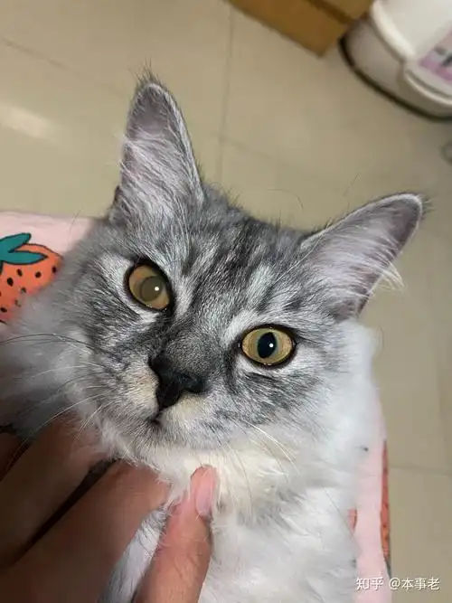 猫眼睛雾蒙蒙的