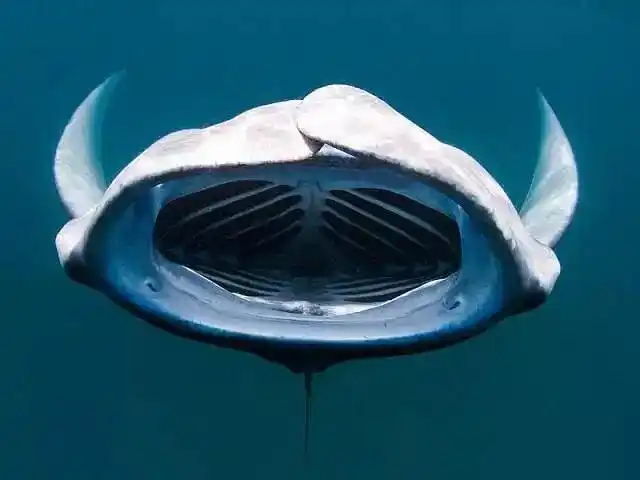 聊一聊:那些长着翅膀,却不能上天的鱼