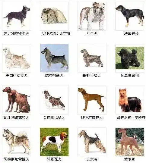 全世界大型犬品种大全