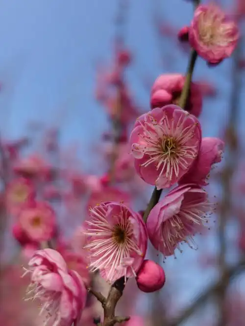梅花盛花期
