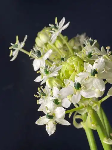 白花虎眼万年青别名白花虎眼万年青又名