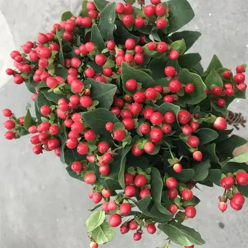 火龙珠和相思豆的区别