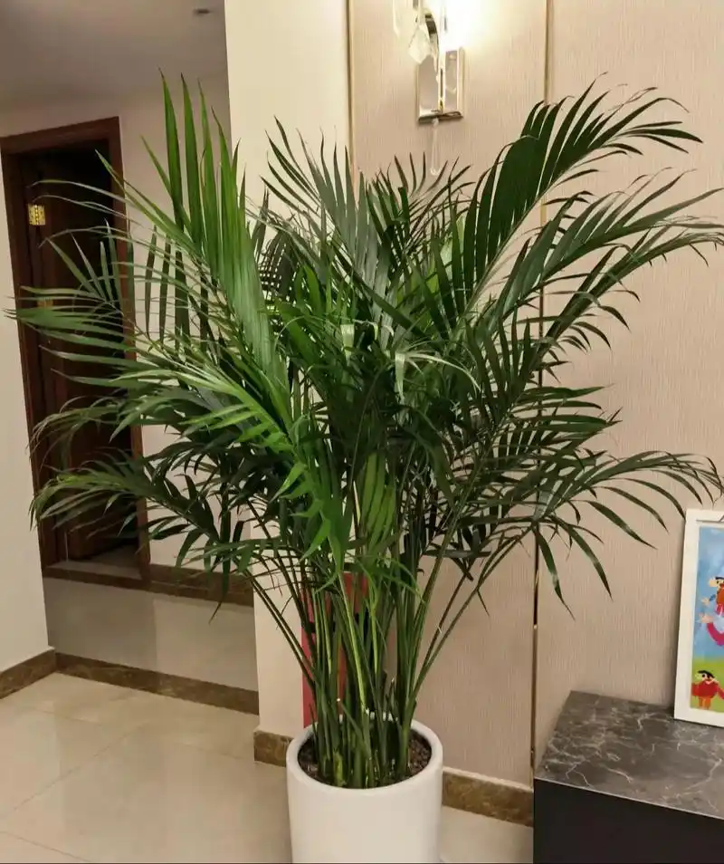 被朋友圈问爆了的富贵椰子.富贵椰子很好养苗情很好 基地直发 - 抖音