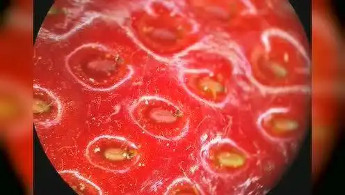 男子将草莓放在显微镜下, 看到了惊人的一幕!
