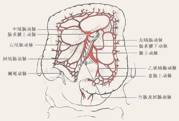 分成肠系膜上动脉和肠系膜下动脉.