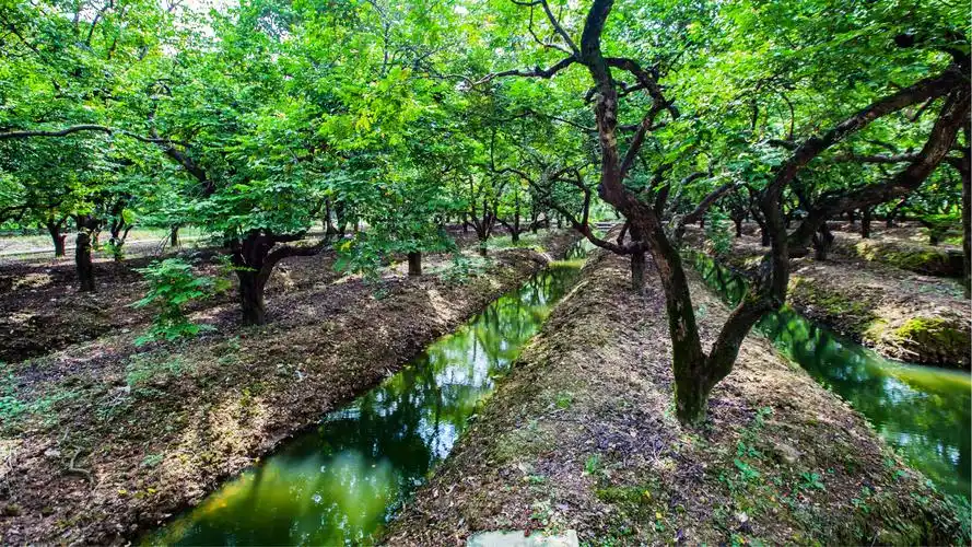 寻找杨桃公园里的色香味