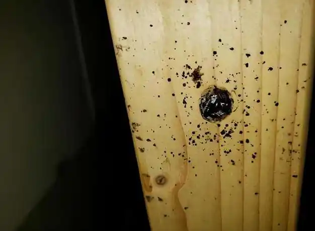 床虱疯狂杀入亚洲随时可能传至香港