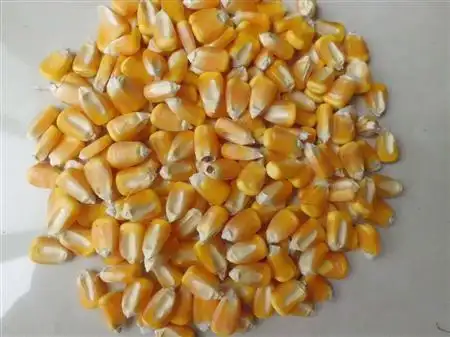 【出售优质玉米种子 高产玉米种子 超甜玉米 批发供应 玉米种子】价格