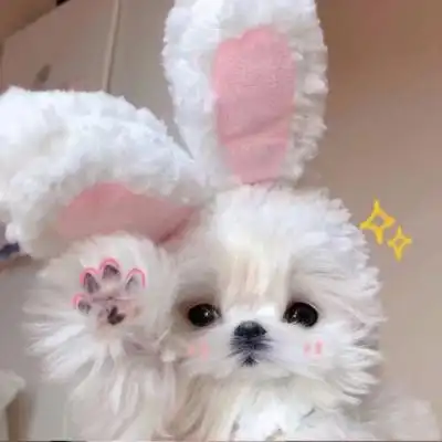 可爱修狗头像没有人能拒绝可爱的小狗勾