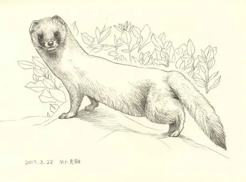 动物速写第一弹