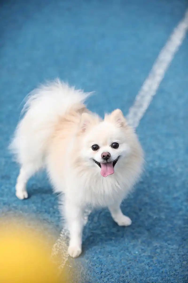 博美狗狗,萌翻你的心!98养护它们不只是简单的喂食和玩耍哦.