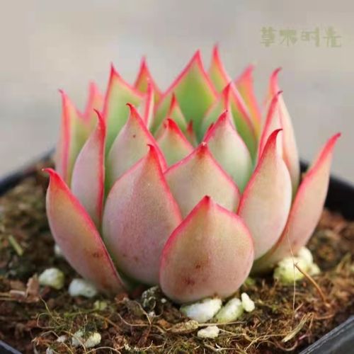 多肉植物宝莲灯新品月影系容易上色大颗叶层多净化空气趣味特价