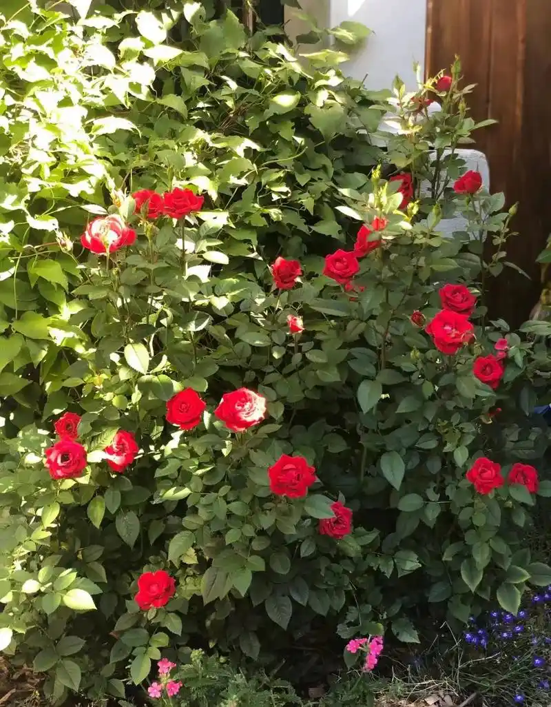 "玫瑰"美国国花.多数被有皮刺,针刺或刺毛,稀 - 抖音