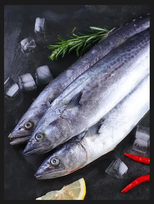 橙伯乐 大鲅鱼新鲜冷冻马鲛鱼鲅鱼馅饺子燕鲅鱼 2条装【1.3-1.