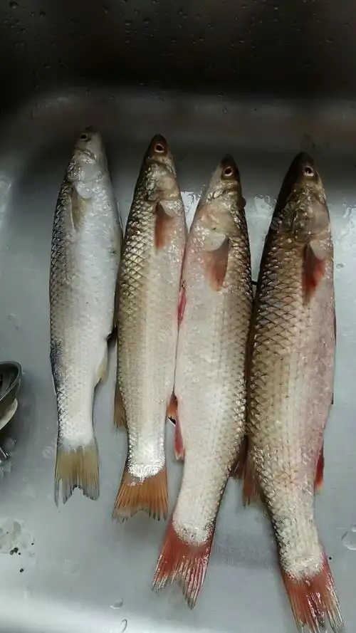 今天目标鱼:鲻鱼