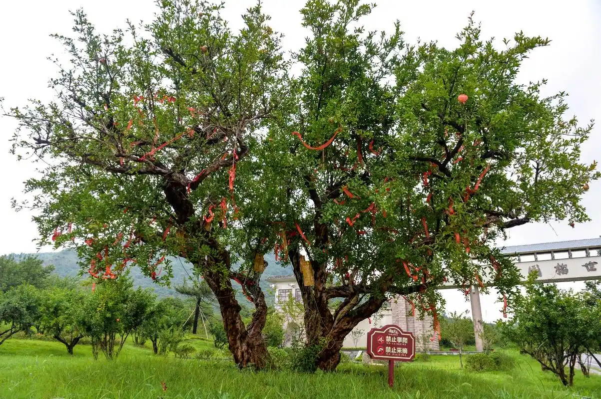 吉利石榴王果实品种为大红袍,又称吉利果.