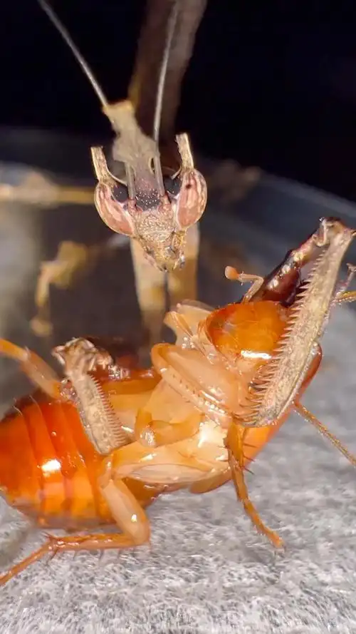 螳螂在捕食上真是一把好手