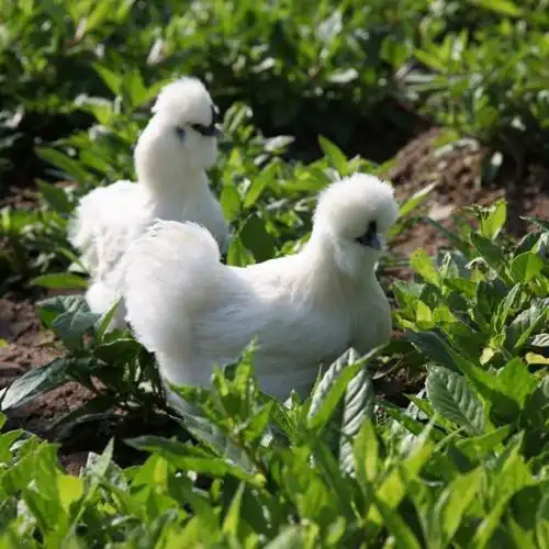纯种泰和乌鸡苗白凤乌鸡活体乌鸡小鸡乌骨鸡月子鸡白乌鸡活体成年鸡仔