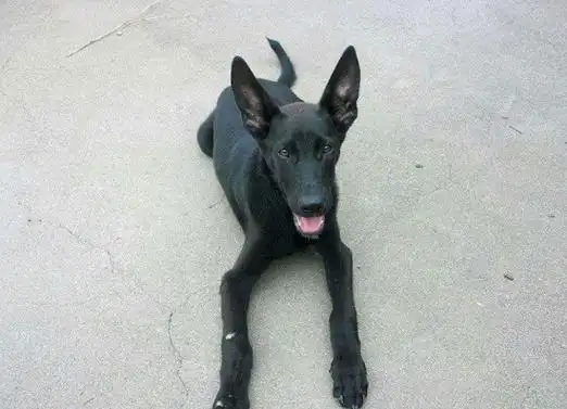 黑狼犬能长多大多重黑狼犬身高7080厘米体重100斤