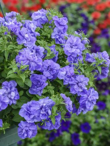 矮牵牛新花品重瓣矮牵牛冰淡紫伊丽莎白阳台庭院花卉绿植盆栽花苗