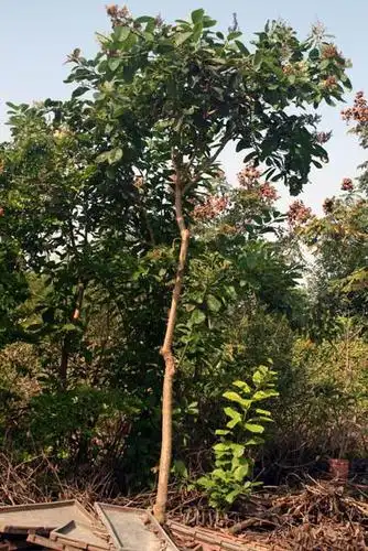 夏雨种苗—厚壳树