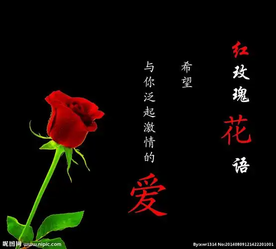 红玫瑰花语图片
