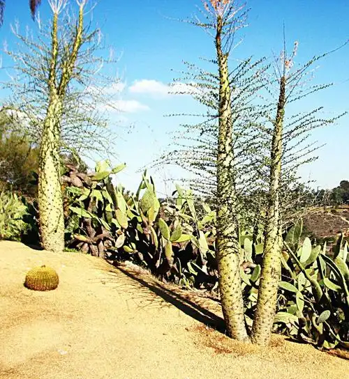 圣地亚哥热带沙漠植物