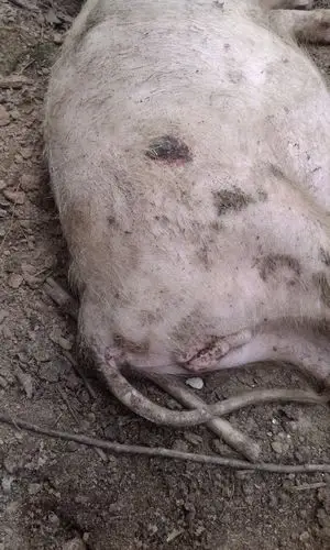 就是脖子底下有个肉疙瘩,不吃食,还有的很瘦,死前一直在打嗝,你去势的