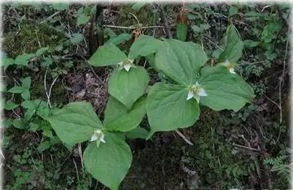 又叫四眼果,酸枣树,货郎果,连麻树,山枣树,鼻涕果.
