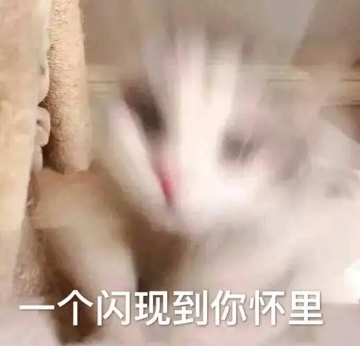 个闪现到你怀里(猫咪)_猫咪_闪现_怀里表情