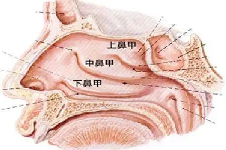 首大崔付军:下鼻甲肥大的临床表现-搜狐大视野-搜狐新闻