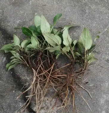 云南野生中药材兔儿风兔耳朵猫耳朵草产地直供