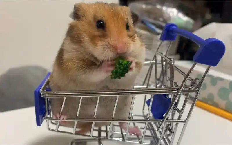 仓鼠金丝熊吃播噗噗子,吃西兰花_哔哩哔哩 (゜-゜)つロ 干杯