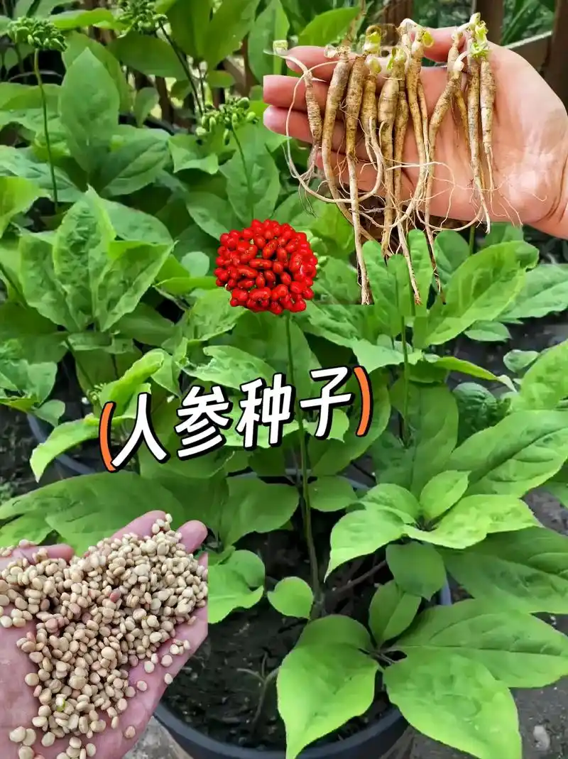营养价值高种植简单南北方可种人参