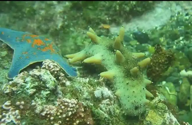 海参故事丨小海参的特异功能