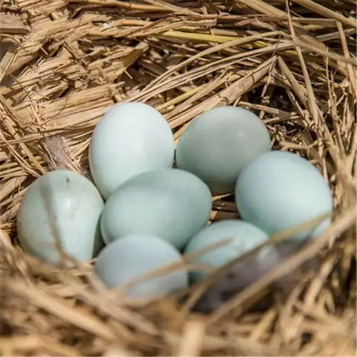 从化黑凤(乌鸡)鸡蛋30枚