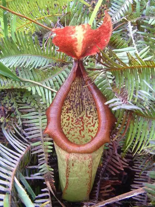 卓越猪笼草图片