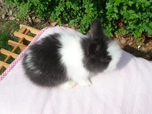 家养超级长毛盖脸可爱道奇安哥拉兔猫猫兔-宠物送养区-杭州19楼