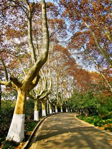 梧桐树的秋韵2020.11