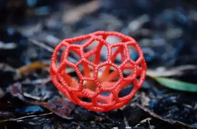 果壳【2017年物种日历】7月9日 红笼头菌