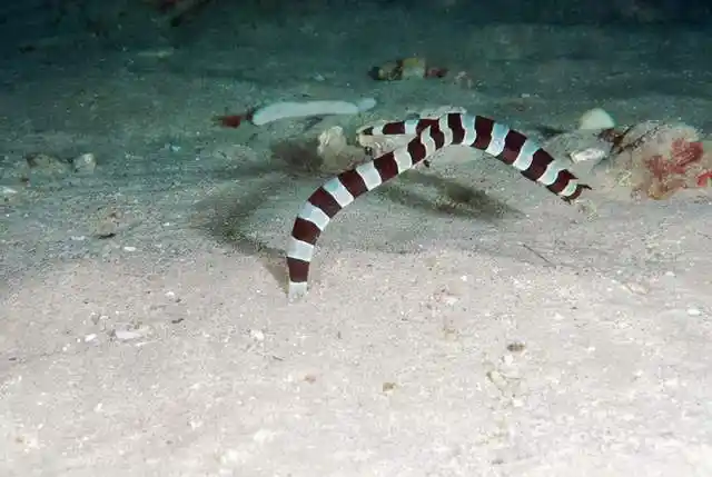 蛇鳗为了活命,到底能有多拼命?用尾巴将捕食者的肚子刺穿!