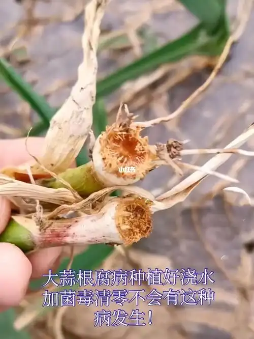 菌毒清零防治大蒜根腐病