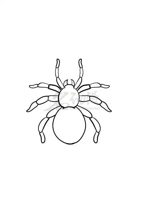 蜘蛛入门画法