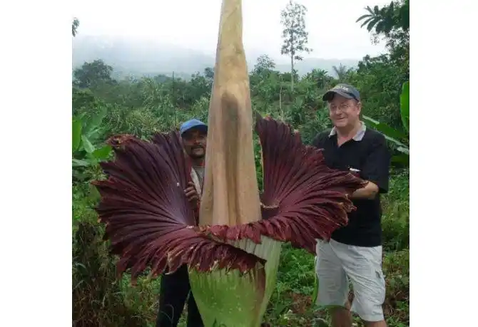 世界最奇怪的十大植物会跳舞的草你见过吗