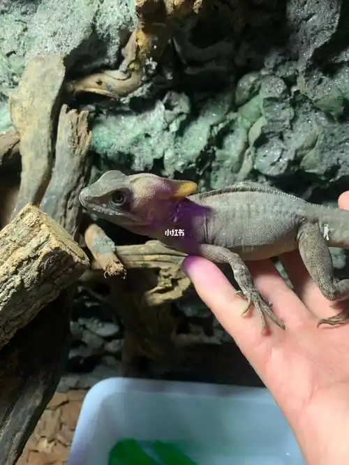 basiliscusvittatus芒腹冠蜥