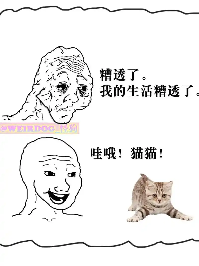 迷因 #memes #梗图 ##meme #猫 - 抖音
