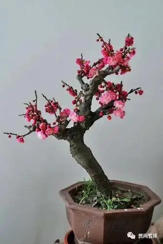 红梅,亦称宫粉梅.花冠粉红色,碟形,重瓣.栽培品种