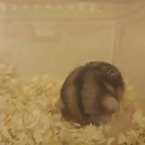 三线仓鼠有人要吗