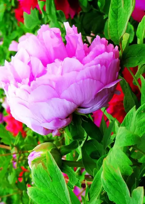 洛阳牡丹花正红