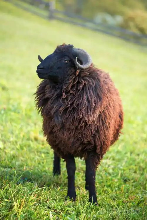 绿色的草地上的黑羊的肖像
